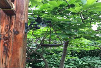 天津私家庭院設(shè)計