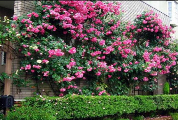 庭院綠化設(shè)計