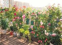 天津花園改造需具備的四個要素