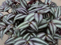 別墅花園設計中吊竹梅的培養(yǎng)