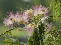 庭院設計里合歡花怎樣上肥？