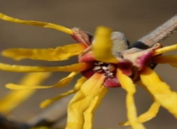 庭院設計里金縷梅什么時候開花