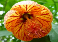 庭院設計里金鈴花怎樣修剪