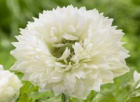 別墅庭院設(shè)計里銀蓮花種球怎樣處理