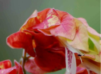 園林景觀設(shè)計里蝦衣花的四季保護方法