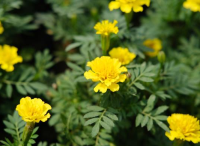 庭院設(shè)計里怎樣控制孔雀草的花期