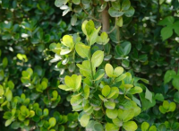 園林設(shè)計公司是怎樣修剪黃楊