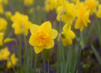 庭院設(shè)計里洋水仙的種球培育辦法