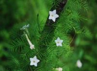 庭院設(shè)計里羽葉蔦蘿的播種方法