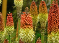 庭院設(shè)計里火炬花花期怎樣保護