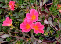 別墅庭院設(shè)計里太陽花的扦插