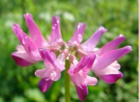 園林設(shè)計公司里是怎么播種紫云英種子