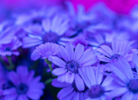 園林設(shè)計栽培里瓜葉菊的繁殖辦法