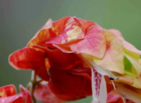 園林景觀設(shè)計里蝦衣花的四季保護(hù)方法