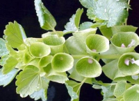 庭院設(shè)計貝殼花的播種辦法