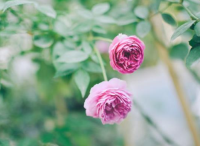 庭院設(shè)計里微型月季的修剪方法