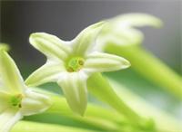 別墅庭院設(shè)計里夜來香的種植辦法