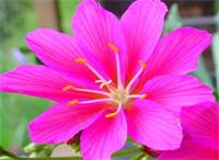 別墅花園設(shè)計里露薇花怎么修剪