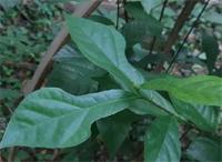 園林設(shè)計公司是怎樣繁殖琴葉榕