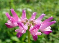 園林設(shè)計公司里是怎樣播種紫云英種子