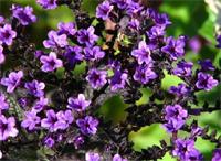 別墅庭院設(shè)計里香水草的繁殖方式