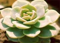 別墅庭院設(shè)計里白牡丹冬季怎樣養(yǎng)