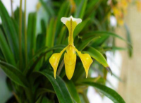 庭院設(shè)計(jì)中兜蘭的繁衍培育