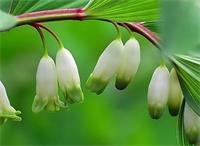 別墅花園設(shè)計(jì)里玉竹的繁殖方式