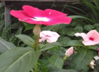 庭院設(shè)計(jì)里長春花冬季怎樣養(yǎng)